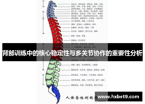 背部训练中的核心稳定性与多关节协作的重要性分析